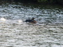 Cormorant – Kormoran